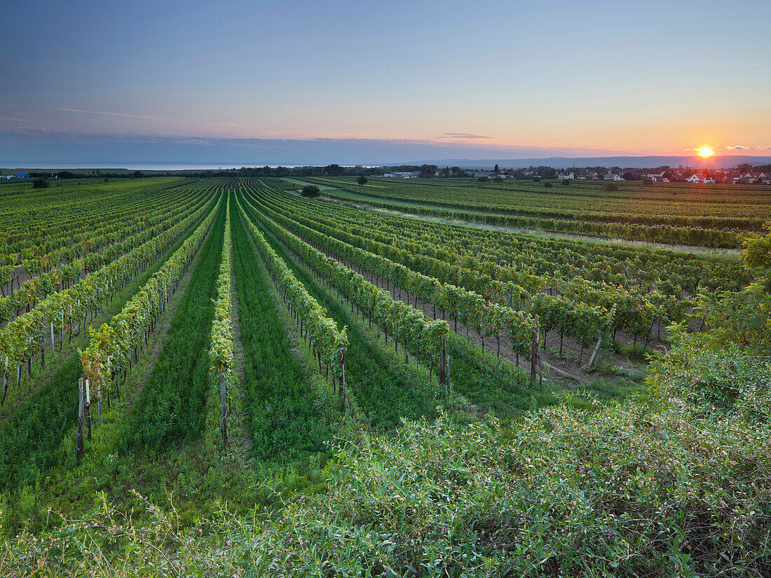 Weinfeld bei Sonnenuntergang, Neusiedl am See, Burgenland, Österreich, Europa