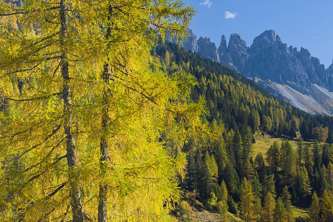 Larch tree at Kemater Alp in the sunlight, Kalkkoegel, Tyrol, Austria, Europe