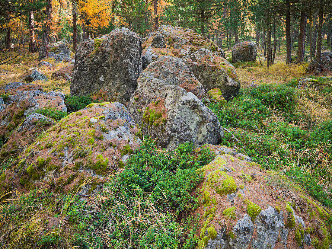 Moosbewachsene Steine und Lärchen im Wald, Val Roseg, Graubünden, Schweiz, Europa