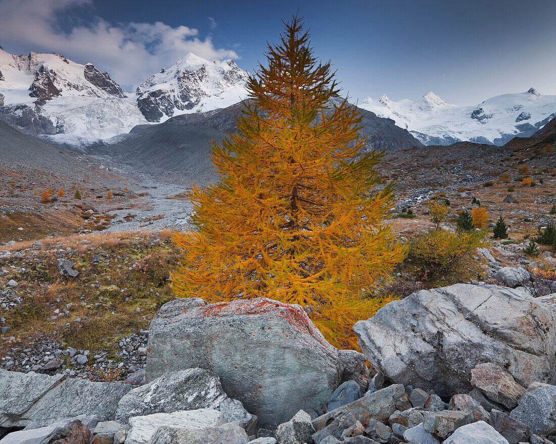 Stones and larch in front of snow covered mountains, Val Roseg, Piz Bernina, Piz Roseg, Grisons, Switzerland, Europe