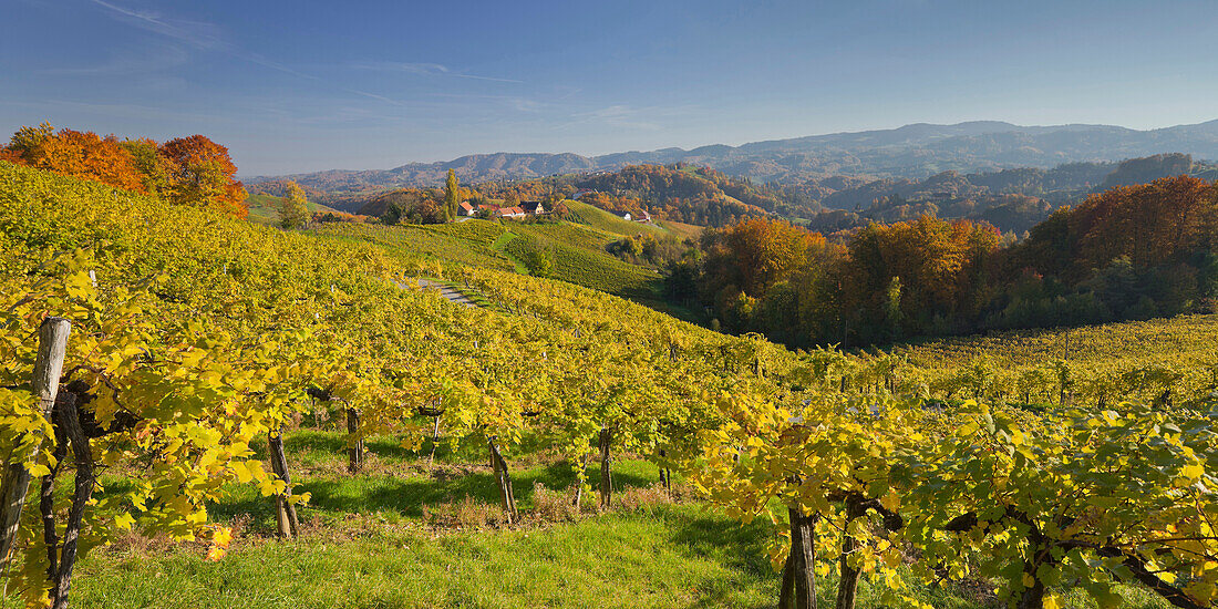 Weinreben im Sonnenlicht im Herbst, Südsteirische Weinstrasse, Steiermark, Österreich, Europa