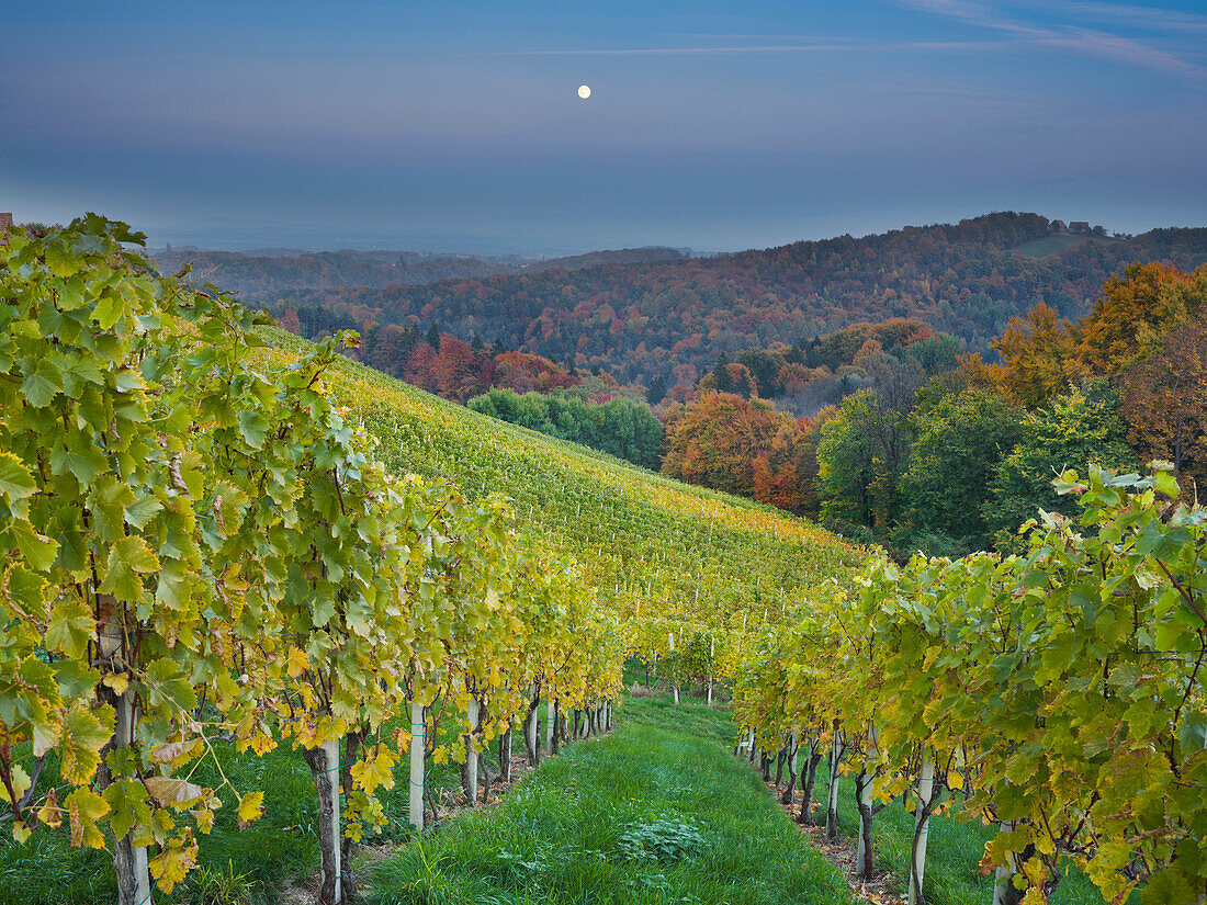 Weinfelder im Herbst am Abend, Südsteirische Weinstrasse, Steiermark, Österreich, Europa