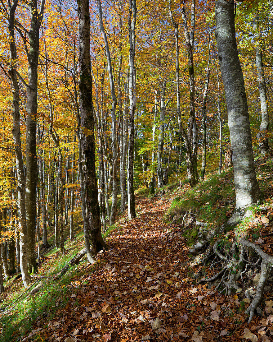 Laubedeckter Weg im Wald, Nationalpark Plitvicer Seen, Kroatien, Europa