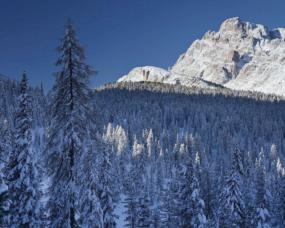 Fichtenwald vor dem Monte Cristallo im Sonnenlicht, Alto Adige, Südtirol, Italien, Europa