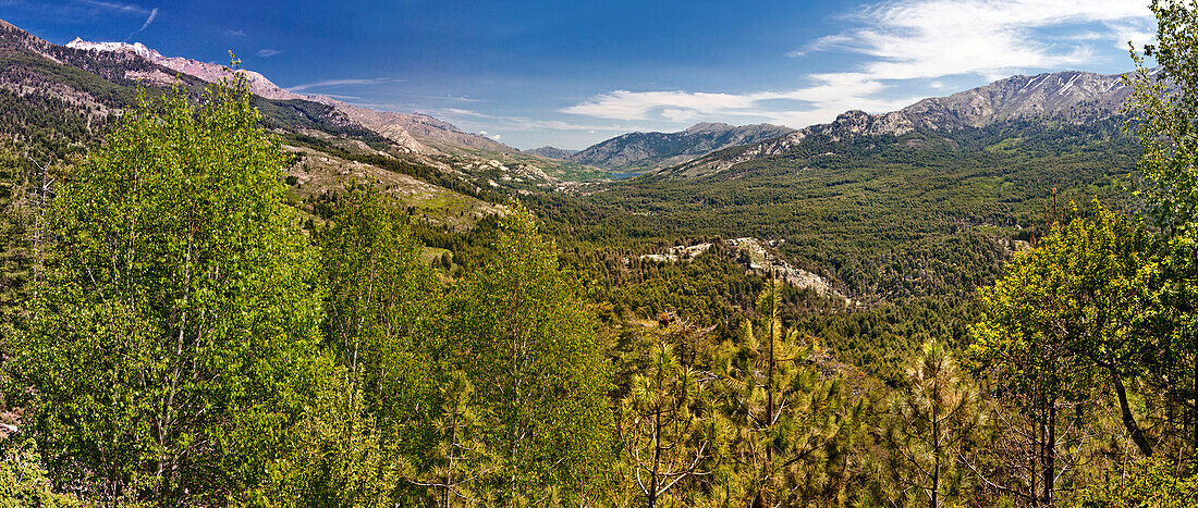 Mischwald im Golo Tal, Korsika, Frankreich