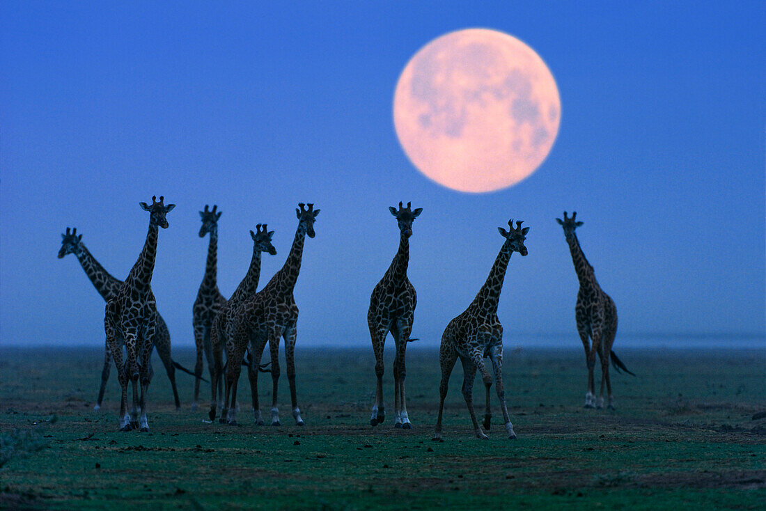 Massai giraffes at full moon, Serengeti, Tanzania, East Africa, Africa