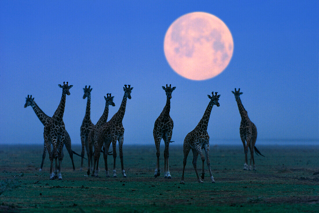 Massaigiraffen bei Vollmond, Serengeti, Tansania, Ostafrika, Afrika