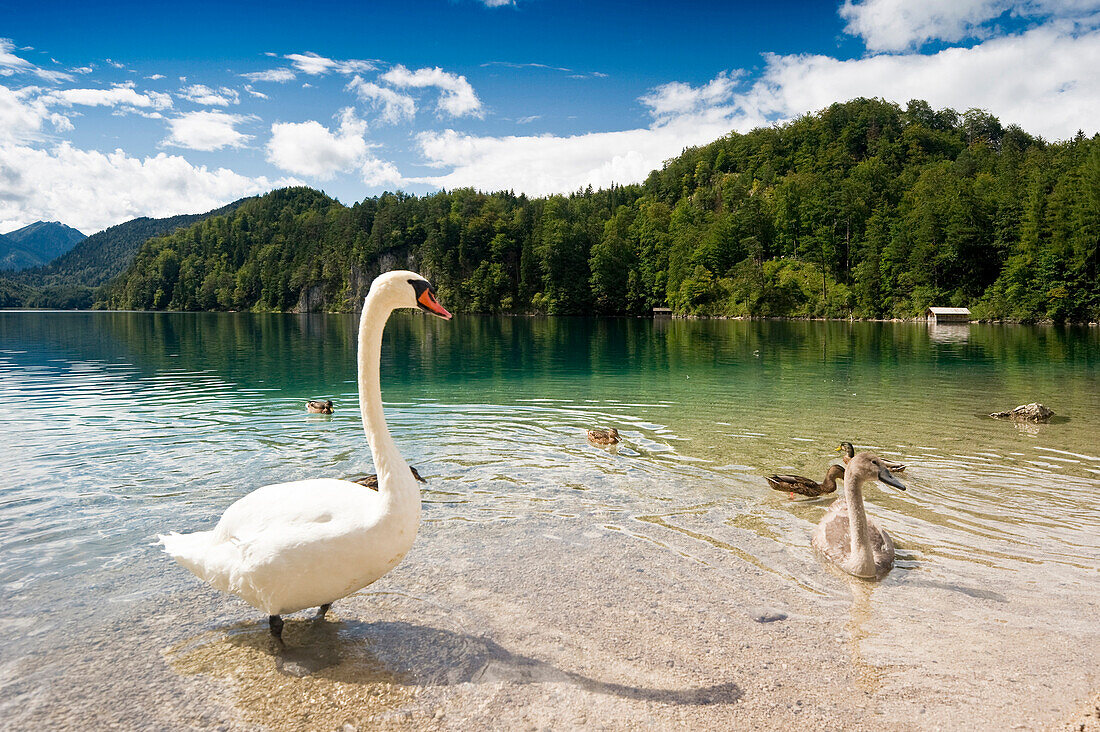 Swan at lake Alpsee, Allgau, Bavaria, Germany