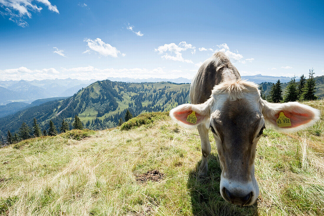 Cattle on pasture, hiking area Nagelfluhkette, Sonthofen, Oberallgau, Bavaria, Germany