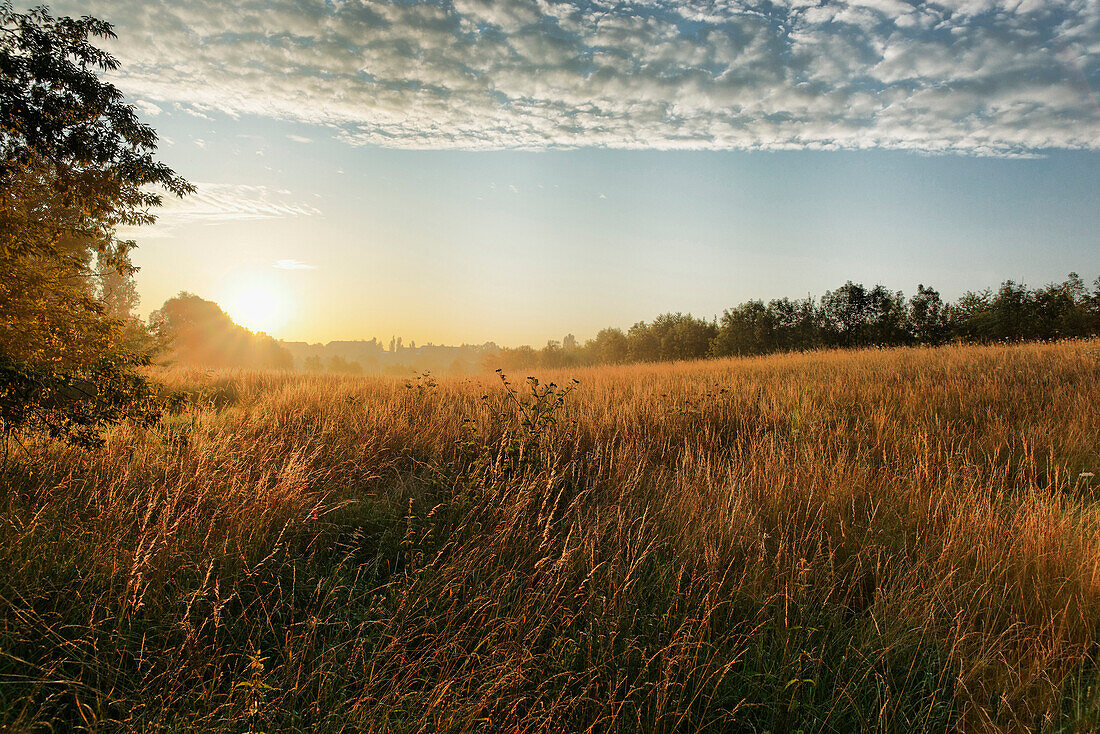Meadow in the morning, Apolda, Thuringia, Germany