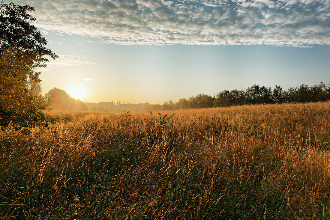 Wiese am Morgen, Apolda, Thüringen, Deutschland