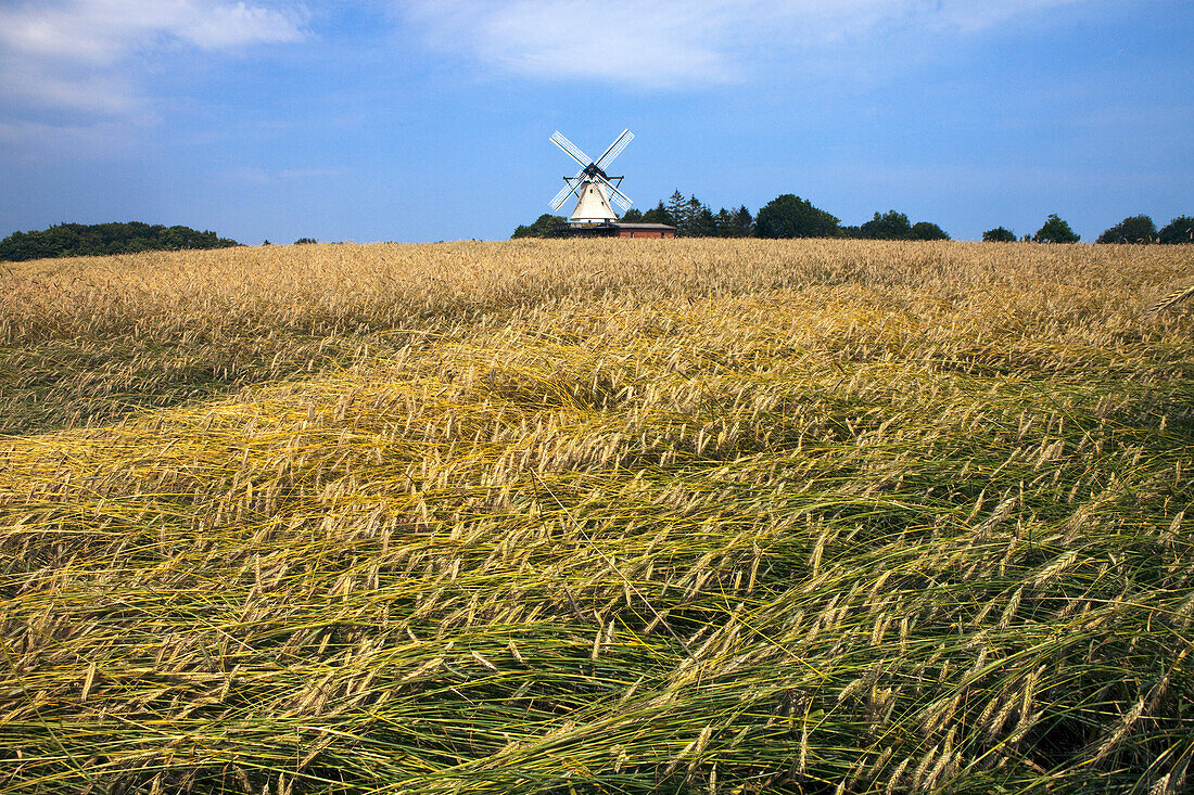 Windmühle Fortuna im Weizenfeld beim Museumsdorf Unewatt, Gemeinde Langballig im Kreis Schleswig-Flensburg, Ostsee, Schleswig-Holstein, Deutschland, Europa