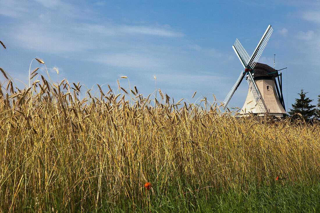 Windmühle Fortuna im Weizenfeld beim Museumsdorf Unewatt, Gemeinde Langballig im Kreis Schleswig-Flensburg, Ostsee, Schleswig-Holstein, Deutschland, Europa