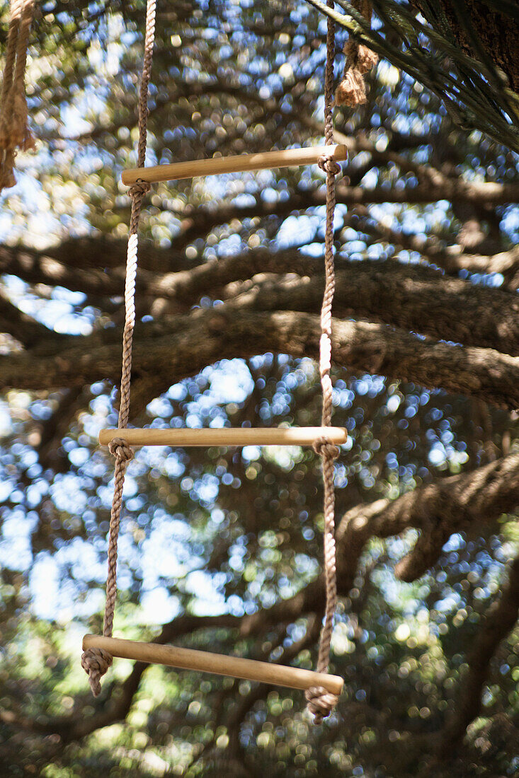 Close-up of rope ladder hanging from tree