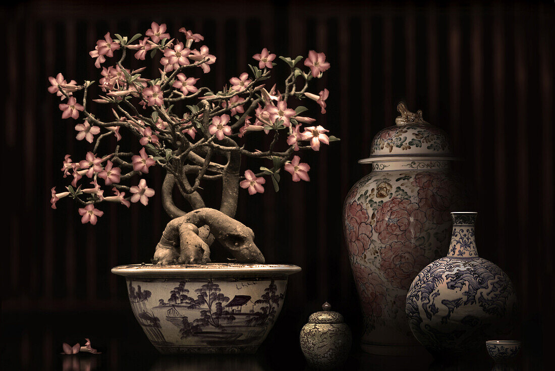 Blühender Bonsai und chinesisches Porzellan, Shanghai, China, Asien