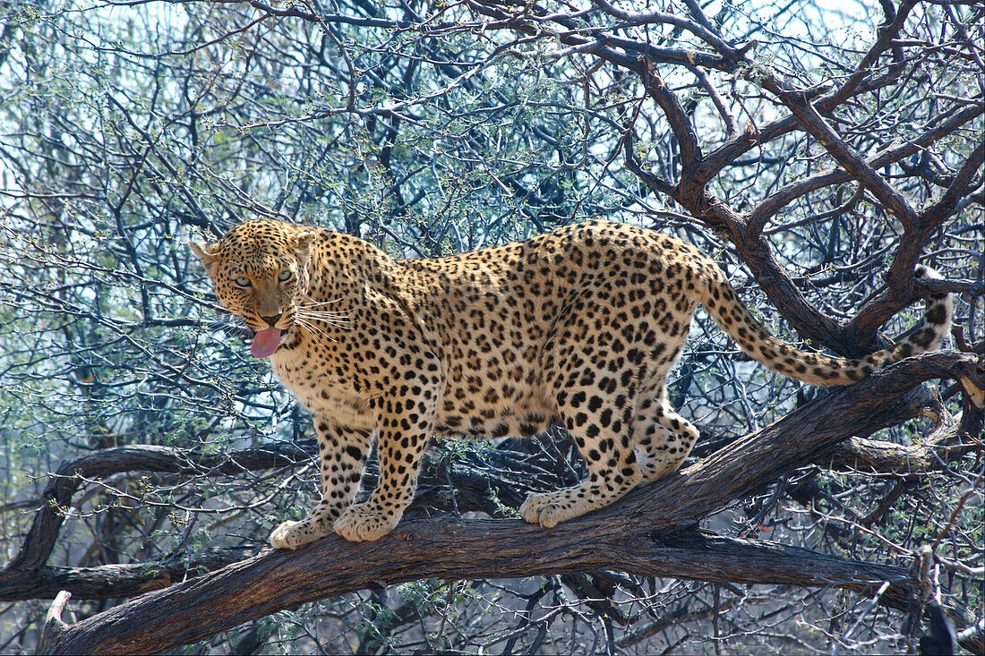 Leopard auf einem Baum, Krüger Nationalpark, Südafrika, Afrika