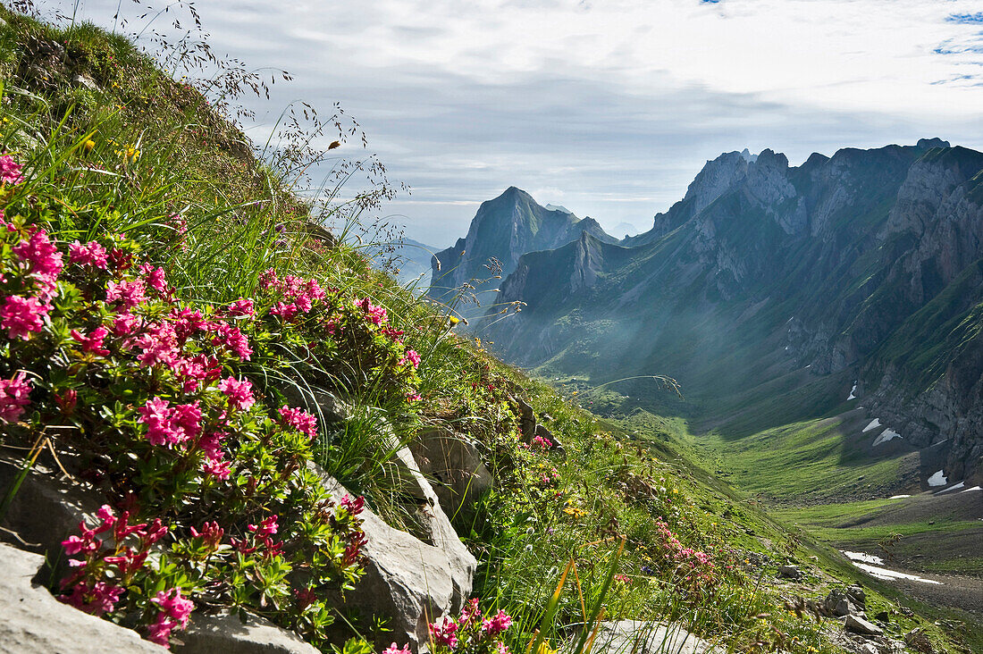 Blumenwiese am Rotsteinpass, Alpsteingebirge, Säntis, Appenzeller Land, Schweiz, Europa