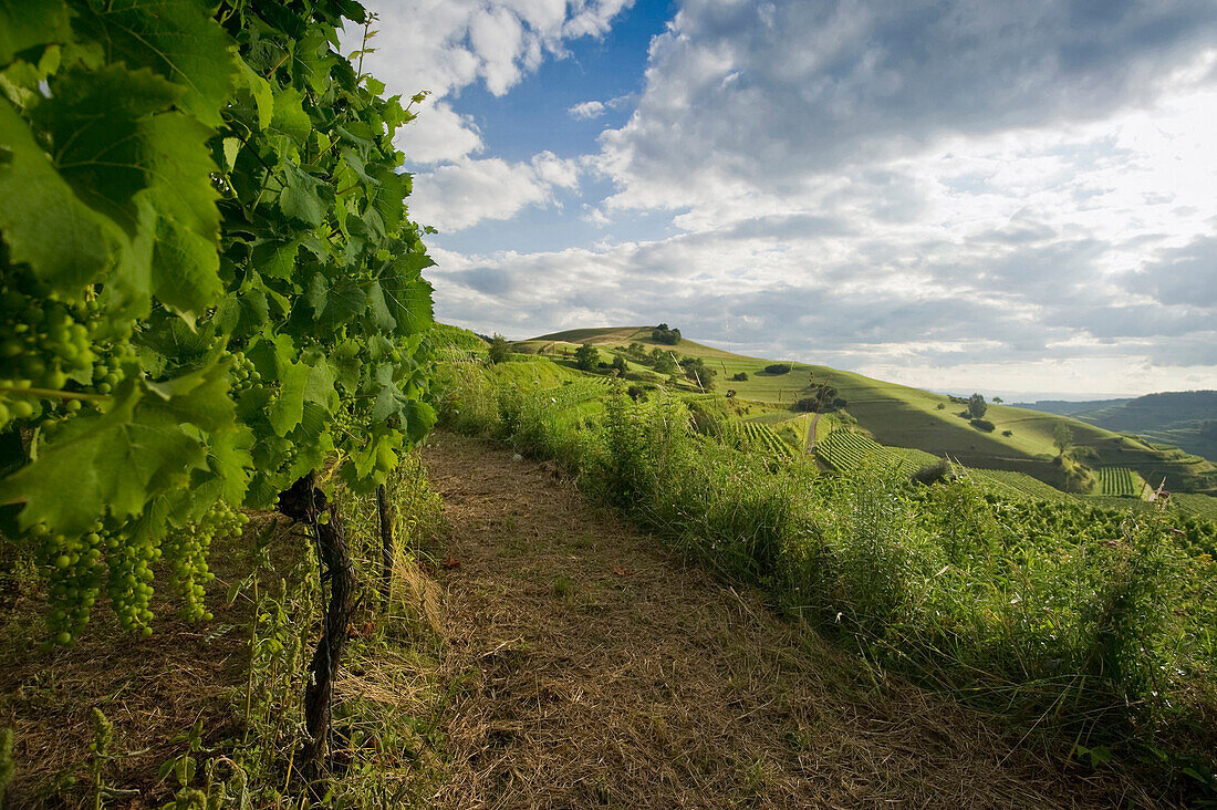 Hills and vineyards under clouded sky, Kaiserstuhl, Baden-Wuerttemberg, Germany, Europe