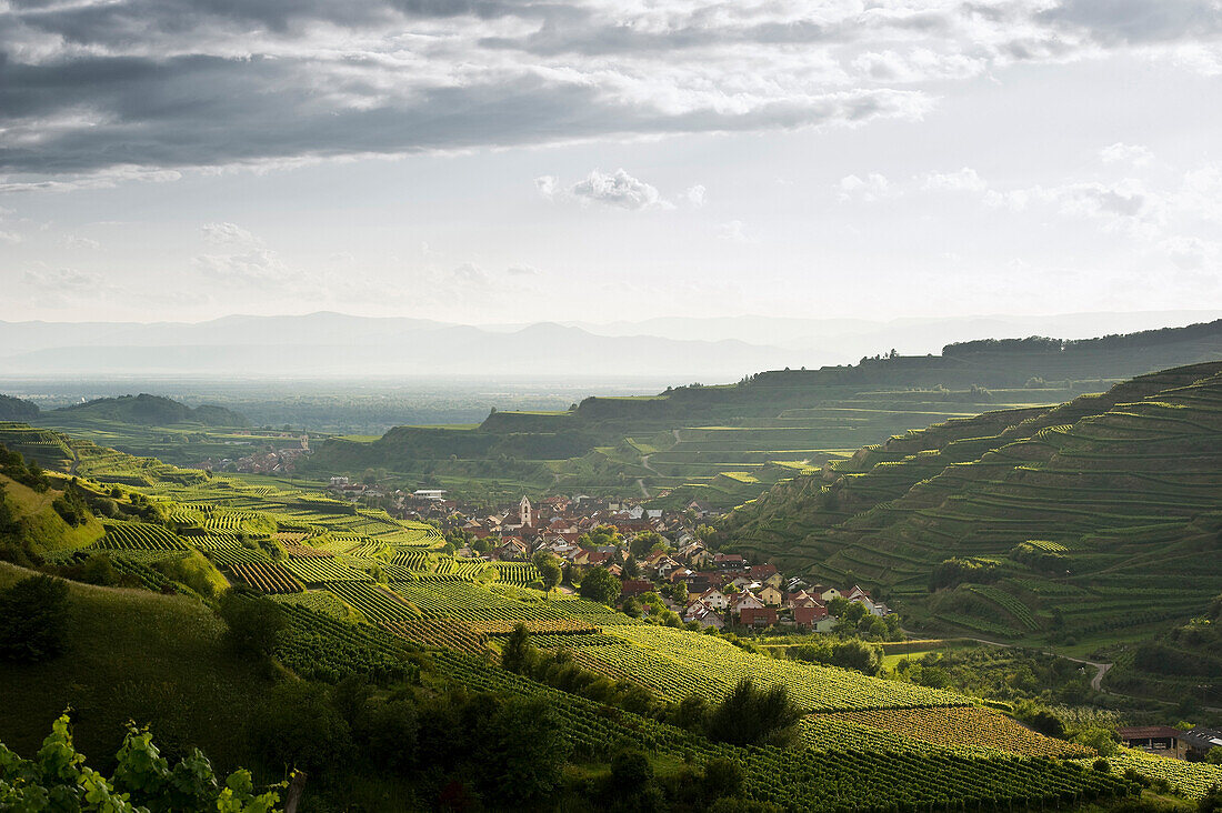 Hills and vineyards around Oberrotweil, Kaiserstuhl, Baden-Wuerttemberg, Germany, Europe