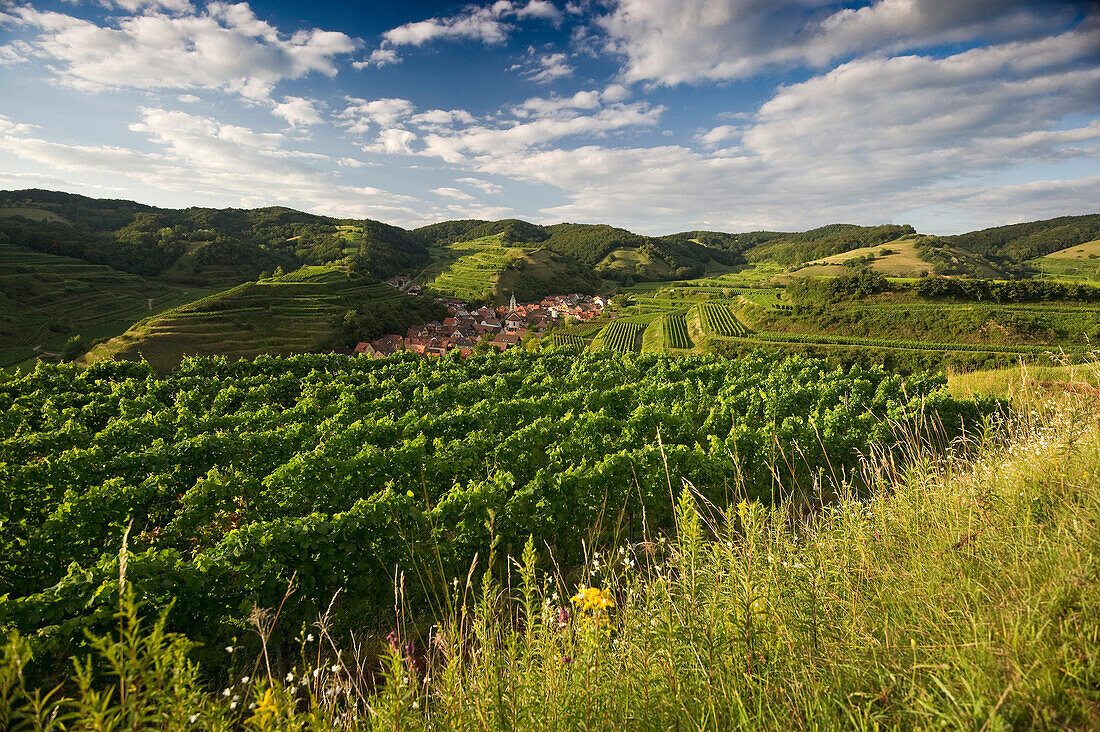 Hills and vineyards around Schelingen, Kaiserstuhl, Baden-Wuerttemberg, Germany, Europe