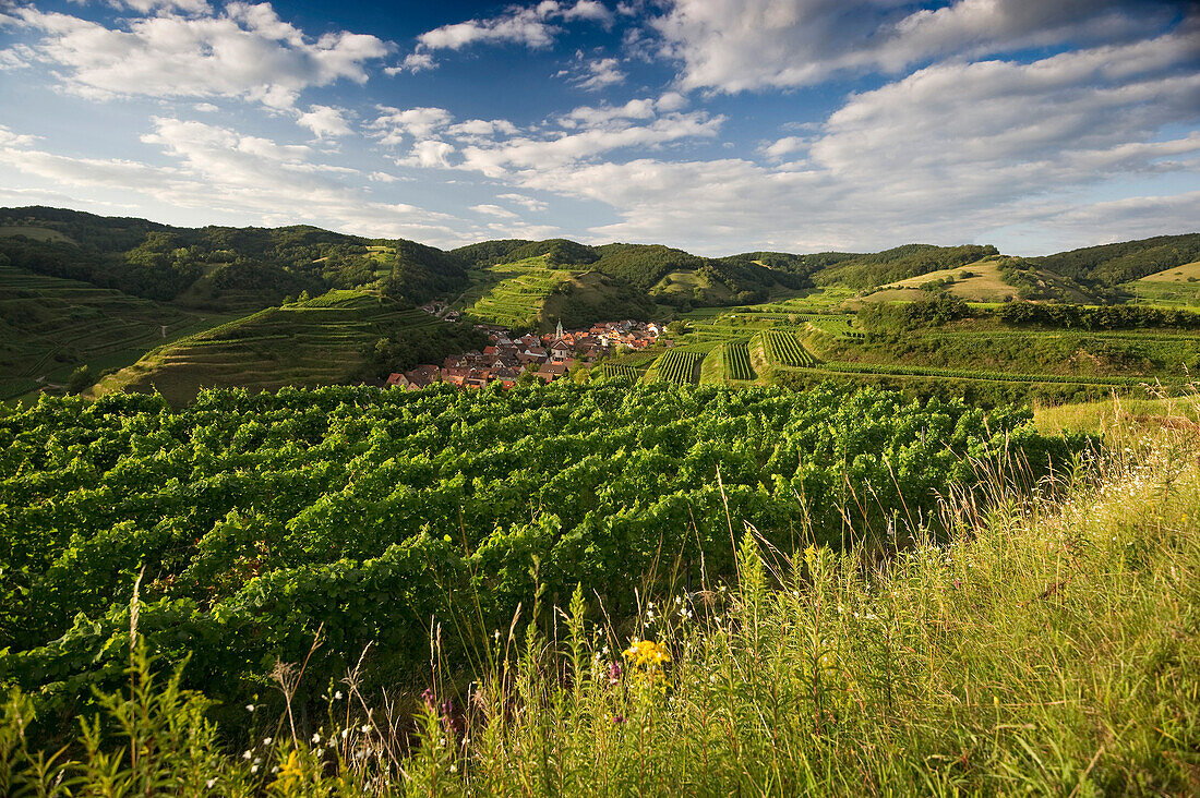 Hügel und Weinberge um Schelingen, Kaiserstuhl, Baden-Württemberg, Deutschland, Europa