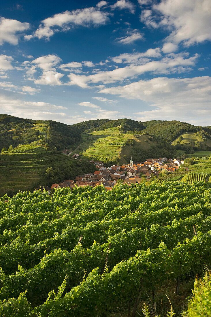 Hügel und Weinberge um Schelingen, Kaiserstuhl, Baden-Württemberg, Deutschland, Europa