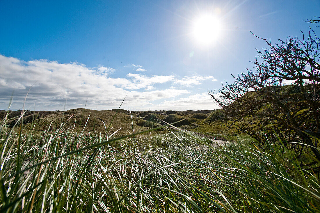 Grassy landscape, natural reserve, Norderney, East Frisian Islands, Lower Saxony, Germany