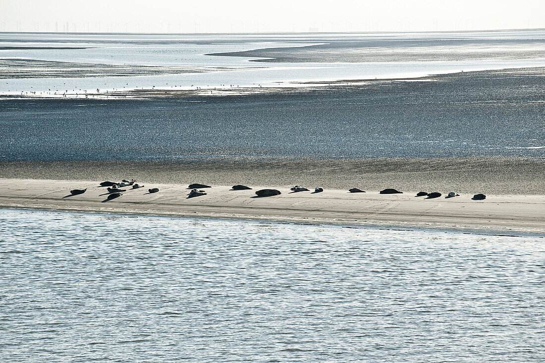 Seehundbank, Norderney, Ostfriesischen Inseln, Niedersachsen, Deutschland