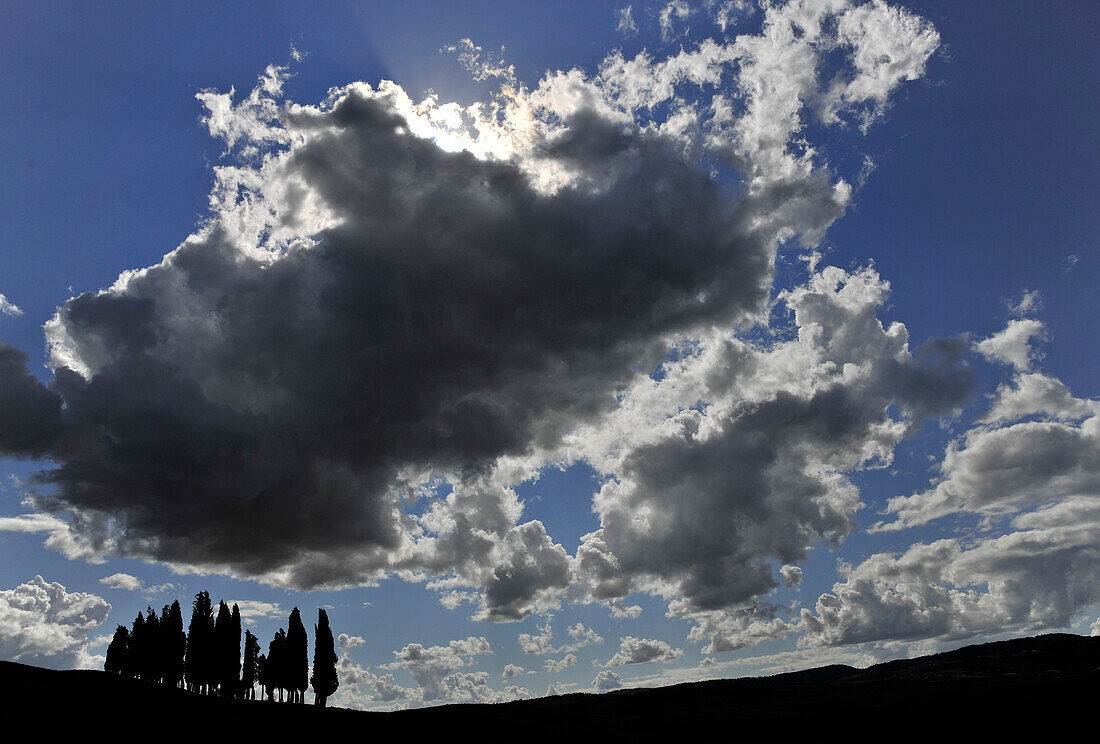 Cypresses under clouded sky, Crete, Tuscany, Italy, Europe