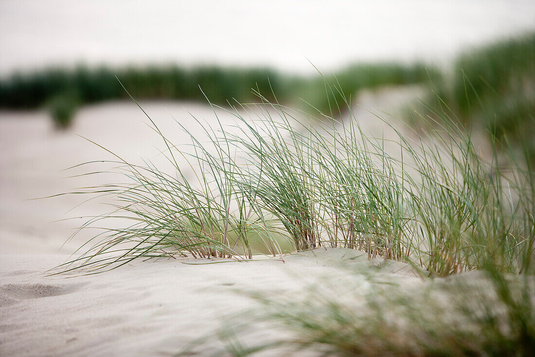Grasses on sand dune on Curonian Spit, near Klaipeda, Klaipedos, Lithuania