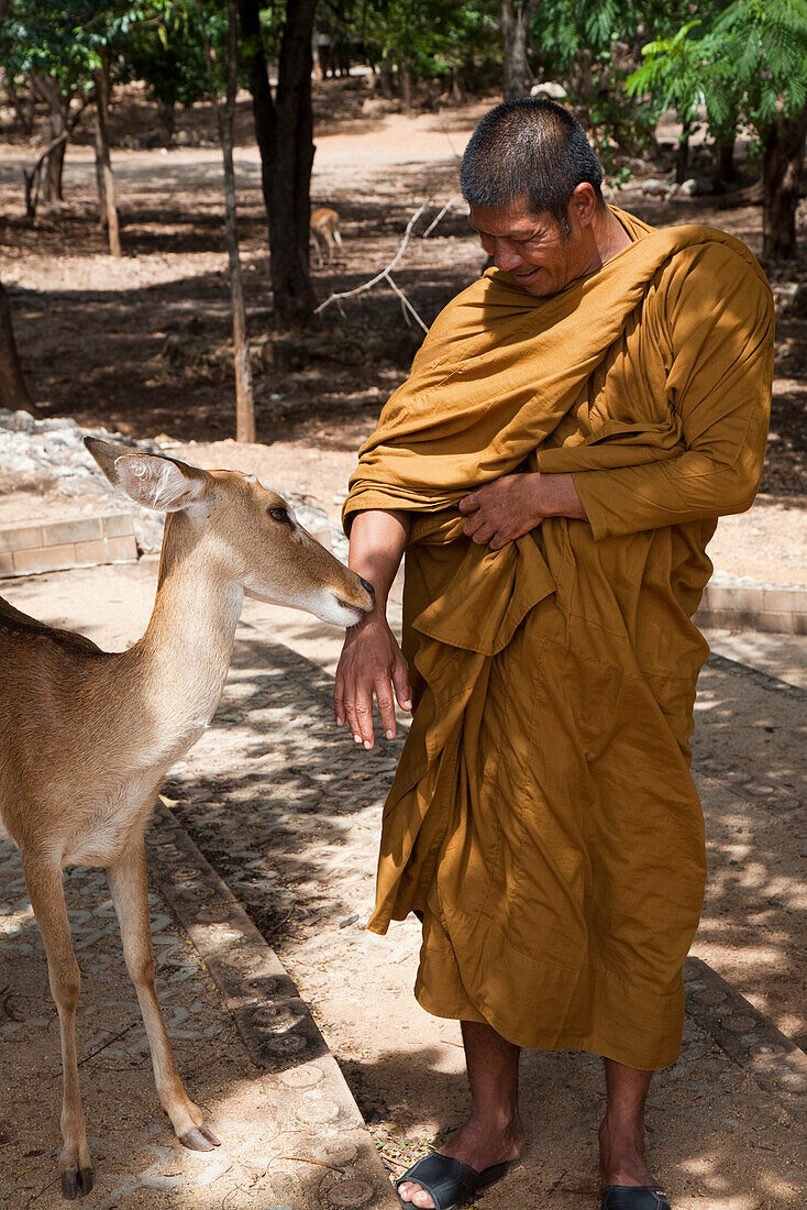 Ein Mönch läßt sich die Hand von einem Reh lecken, am Pha Luang Ta Bua (Tiger Tempel), nahe Kanchanaburi, Thailand, Asien
