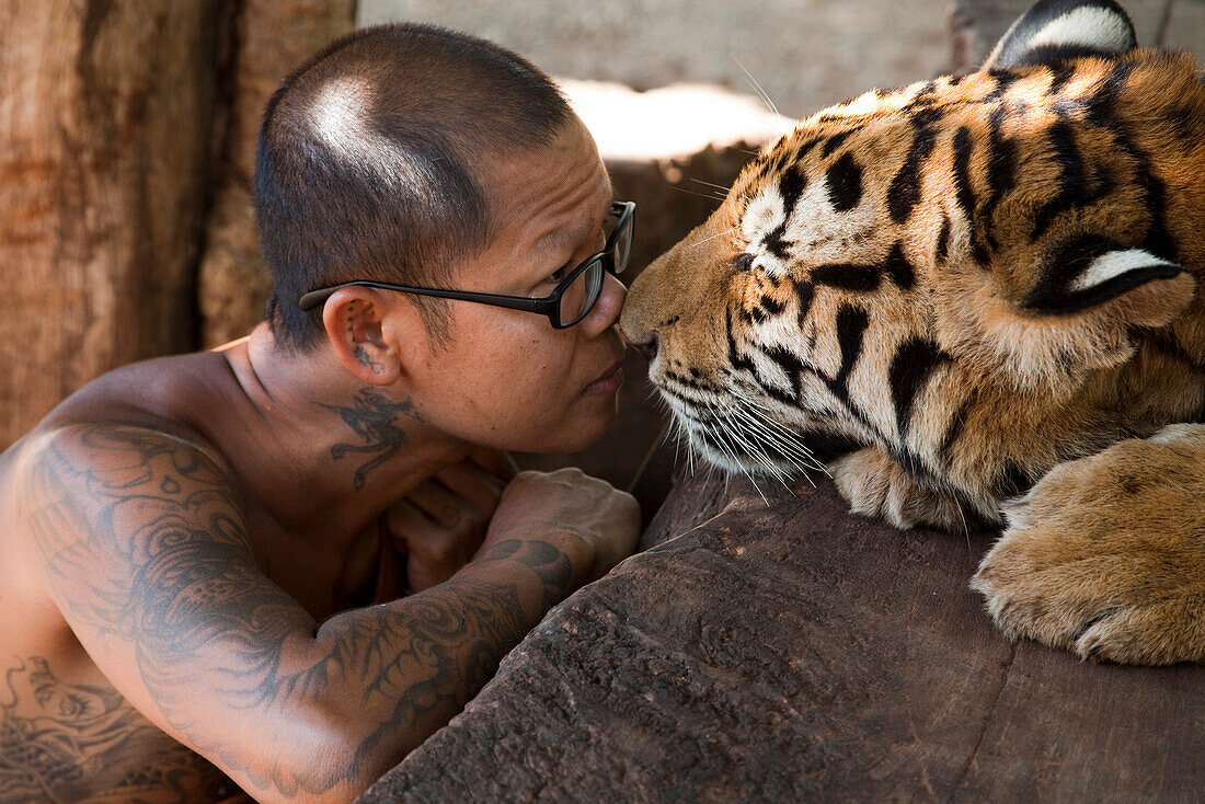 Friendly encounter of monk with tiger at Pha Luang Ta Bua (Temple of the Tigers), near Kanchanaburi, Thailand