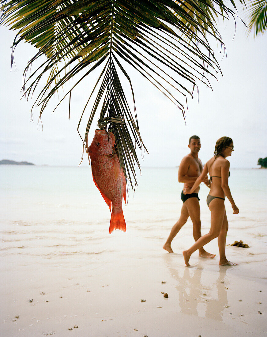 Roter Schnapper an Palmblatt hängend am Strand, Paar im Hintergrund, Anse Volbert, Baie Ste. Anne, Praslin, Republik Seychellen, Indischer Ozean