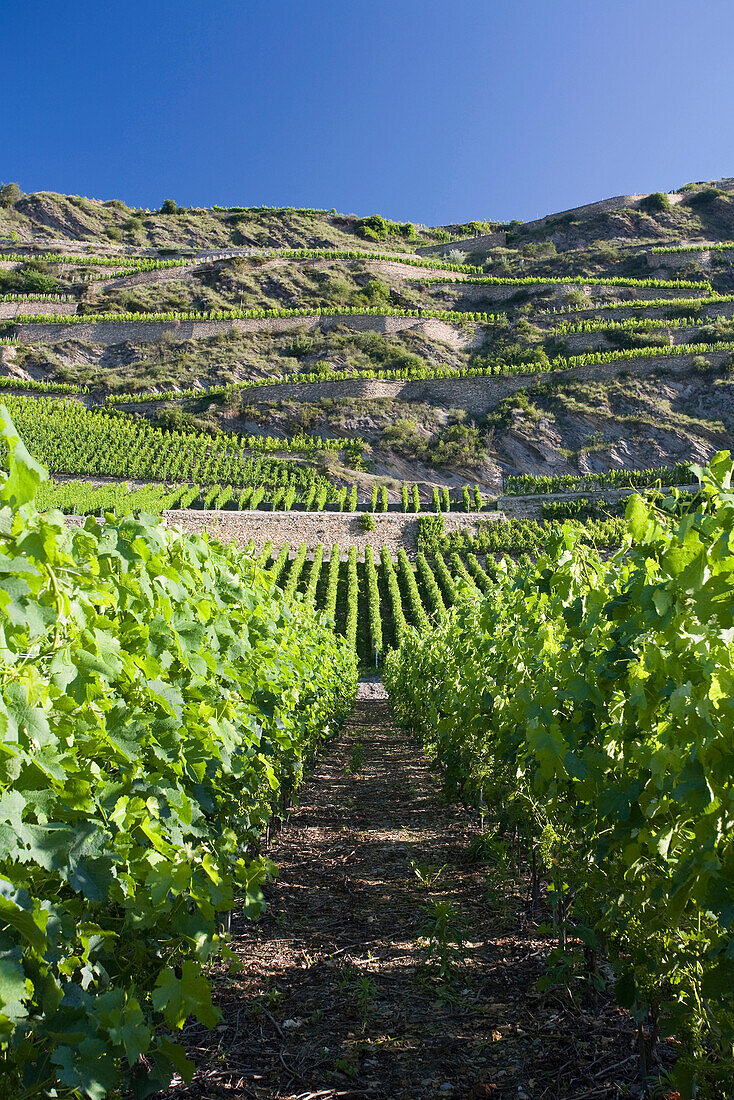 Weinfelder im Sonnenlicht, Sion, Wallis, Schweiz, Europa