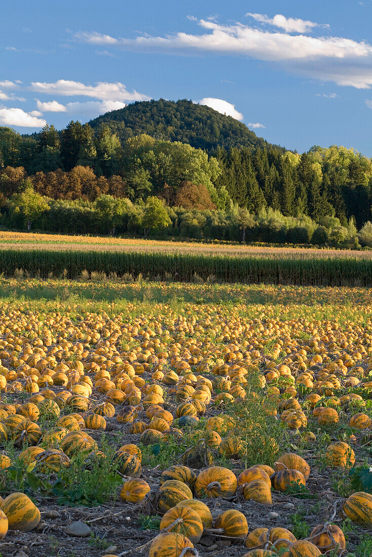 Kürbisfeld im Herbst, Kärnten, Österreich, Europa