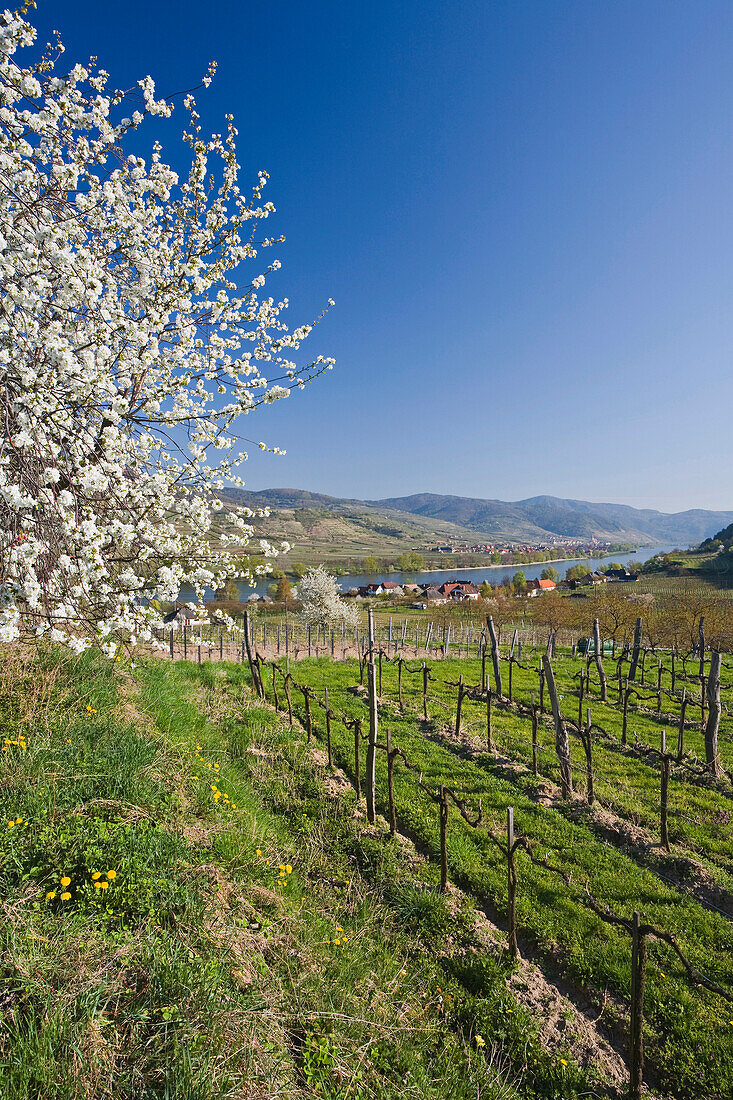 Weinreben und blühender Kirschbaum im Sonnenlicht, Wachau, Niederösterreich, Österreich, Europa