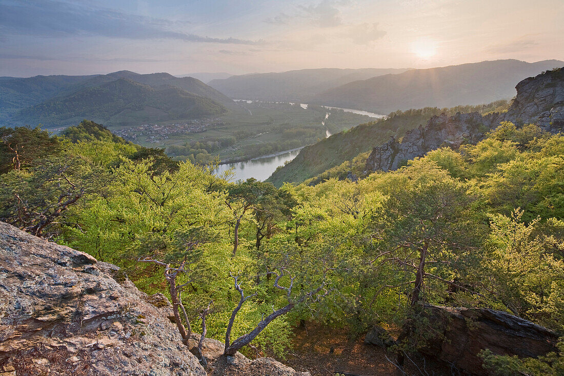 Forest and Danube river in the sunlight, Wachau, Lower Austria, Austria, Europe