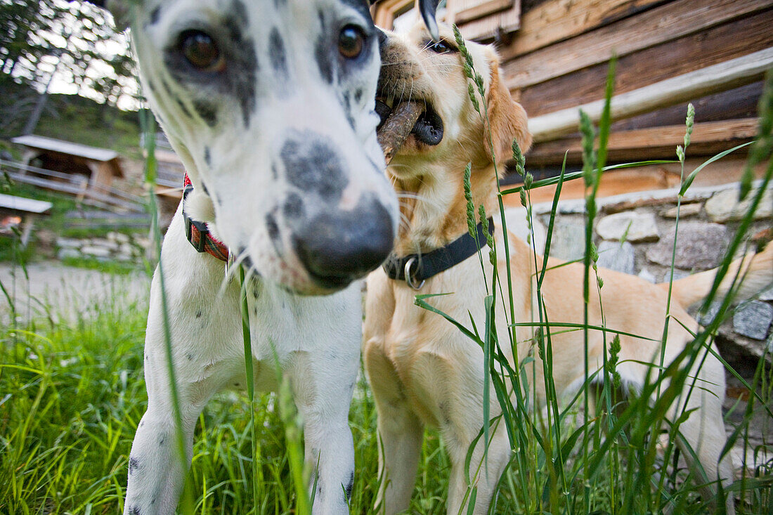 Spielende Hunde im Gras