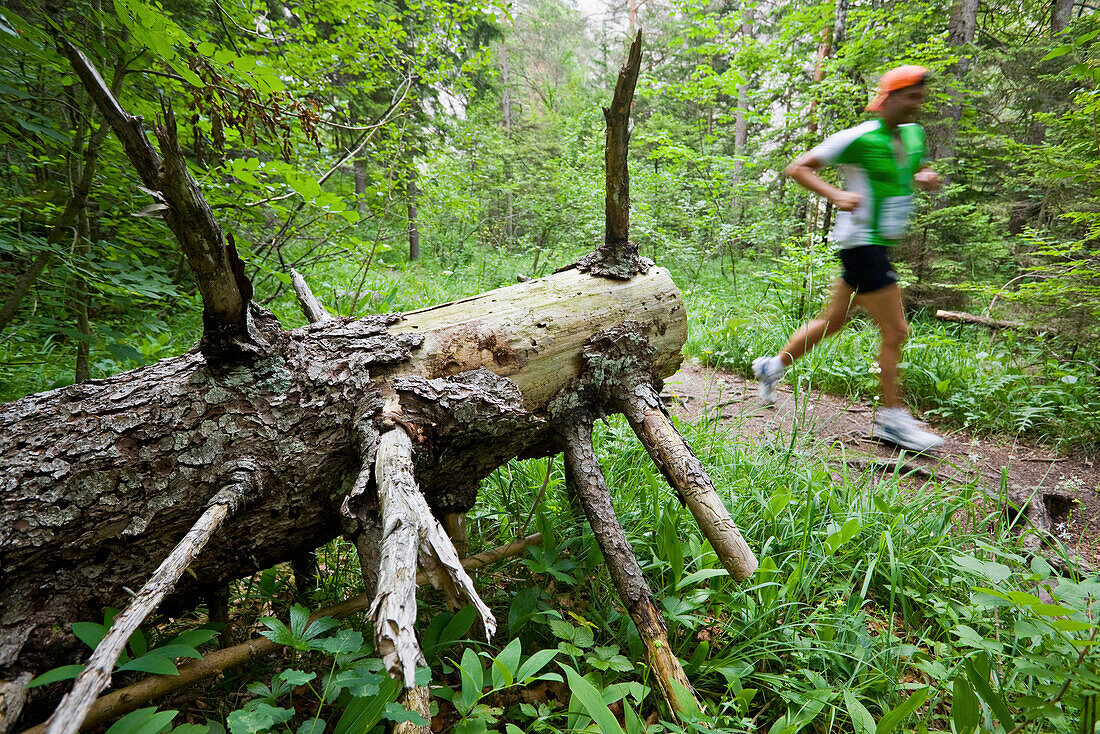 Jogger running through the forest, Oetscherland, Oetschergraeben, Lower Austria, Austria, Europe