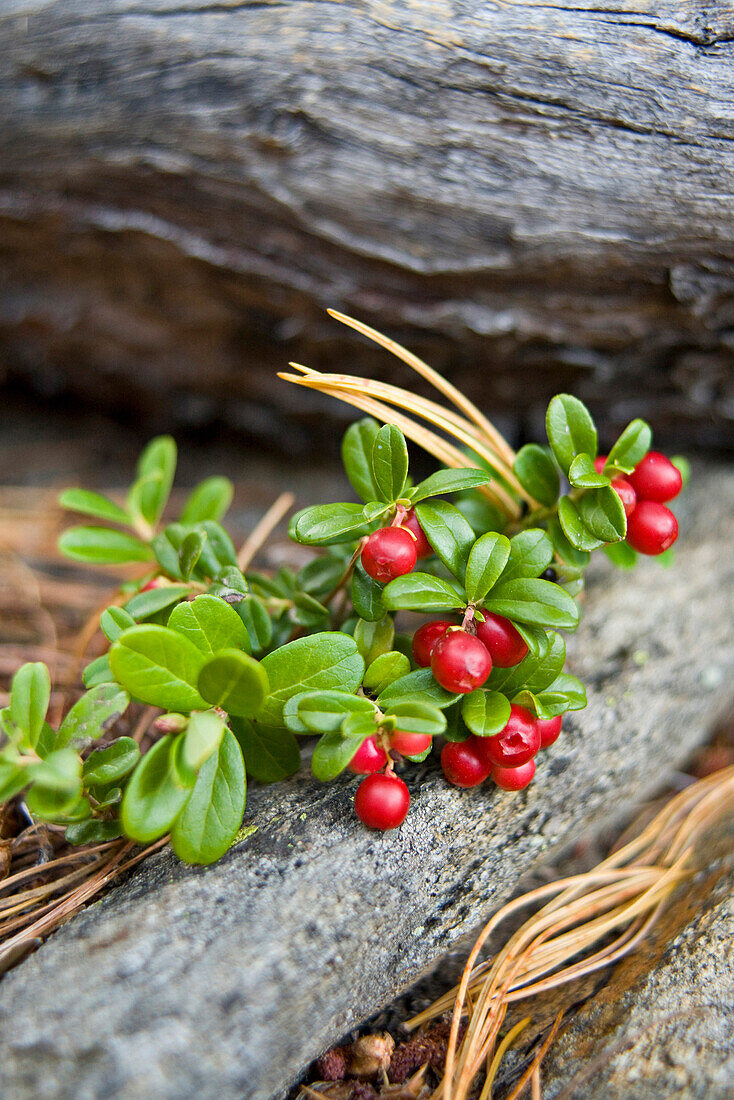Close up of red berries, Obergurgl, Oetztal Alps, Tyrol, Austria, Europe
