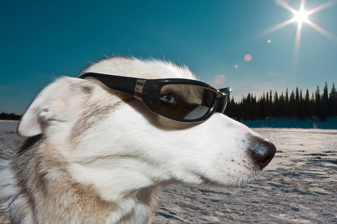 Schlittenhund mit Sonnenbrille, Lappland, Schweden, Europa