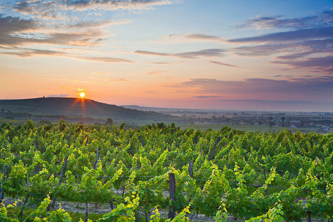 Weinberge im Kremstal bei Sonnenuntergang, Krems, Niederösterreich, Österreich, Europa