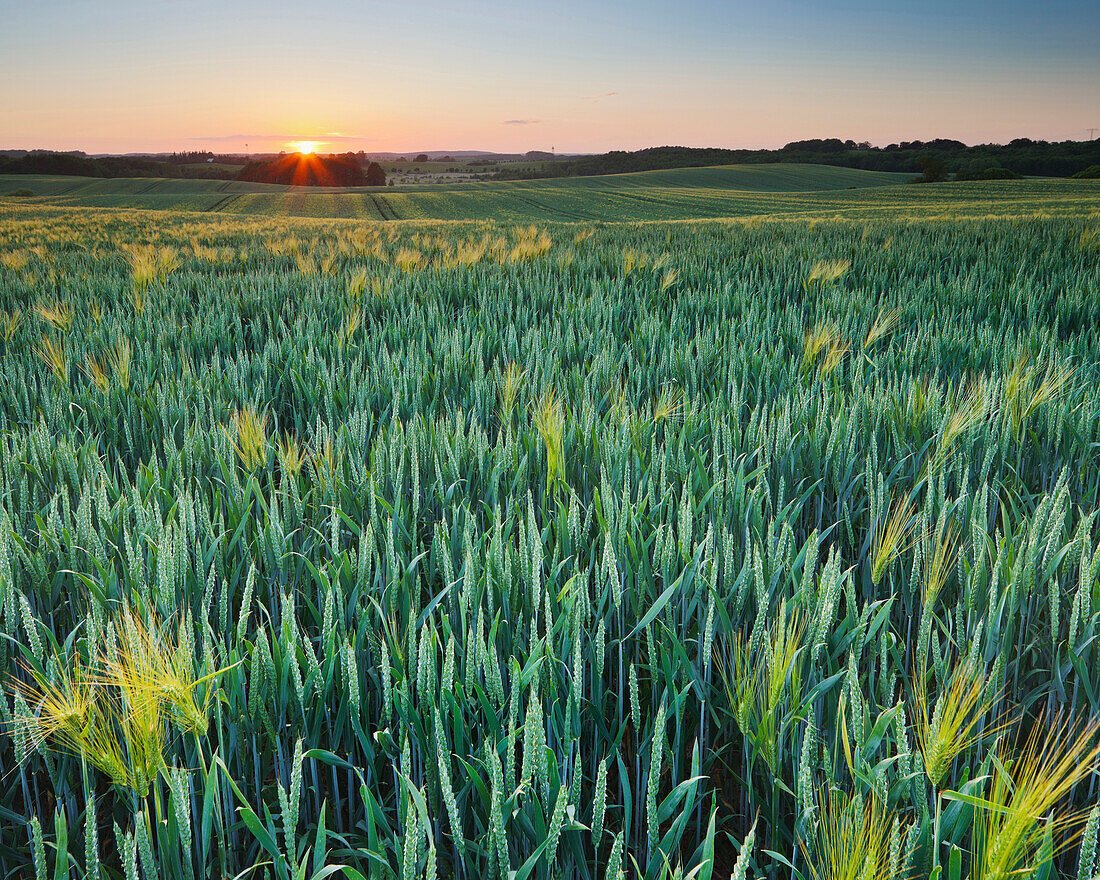 Cornfield at sunrise, Mecklenburg Western Pomerania, Germany, Europe