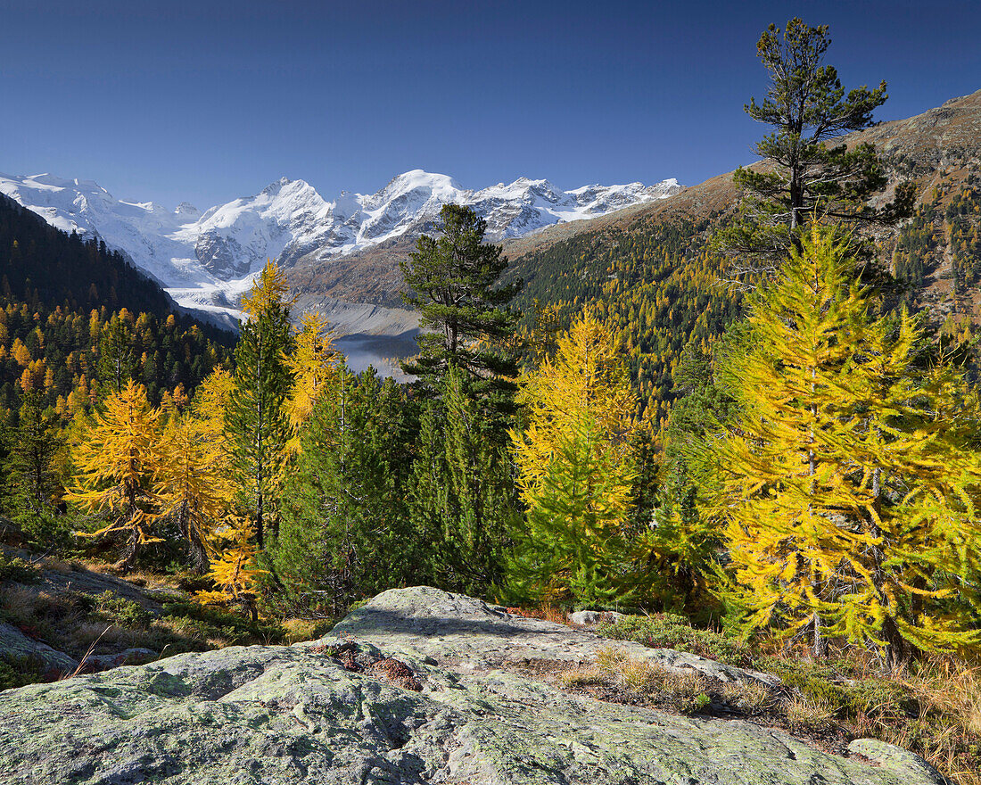Lärchen im Morteratsch Tal im Herbst, Piz Zupo, Piz Argient, Piz Bernina, Graubünden, Schweiz, Europa