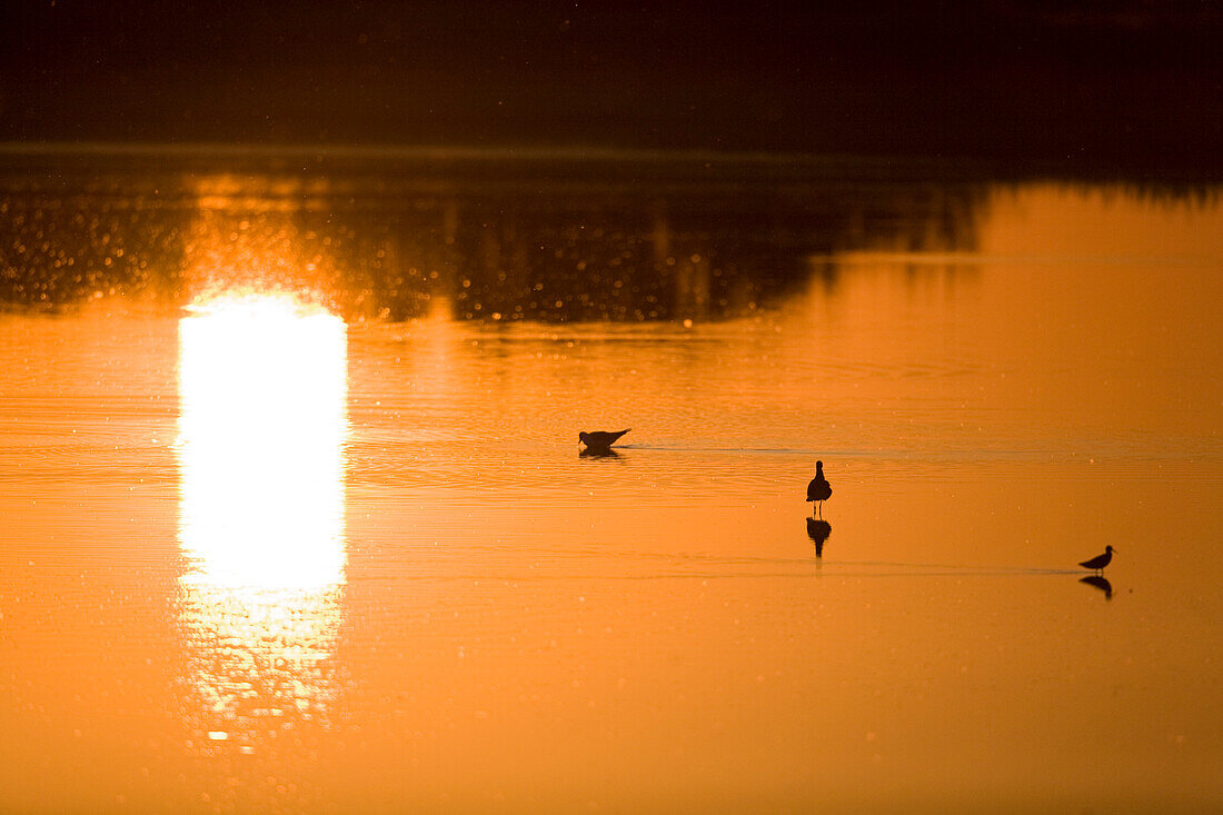 Der Neusiedlersee bei Sonnenuntergang, Fertö Nationalpark, Burgenland, Österreich, Europa