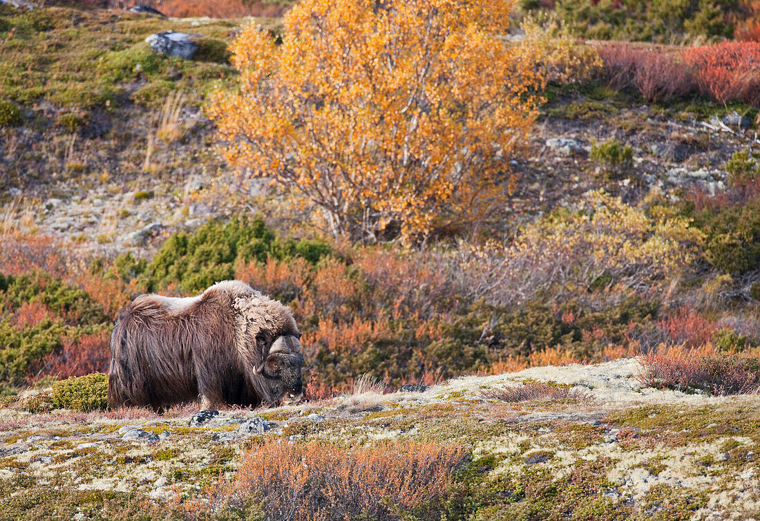 Moschusochse, Ovibos moschatus im Dovrefjell-Sunndalsfjella-Nationalpark, Norwegen