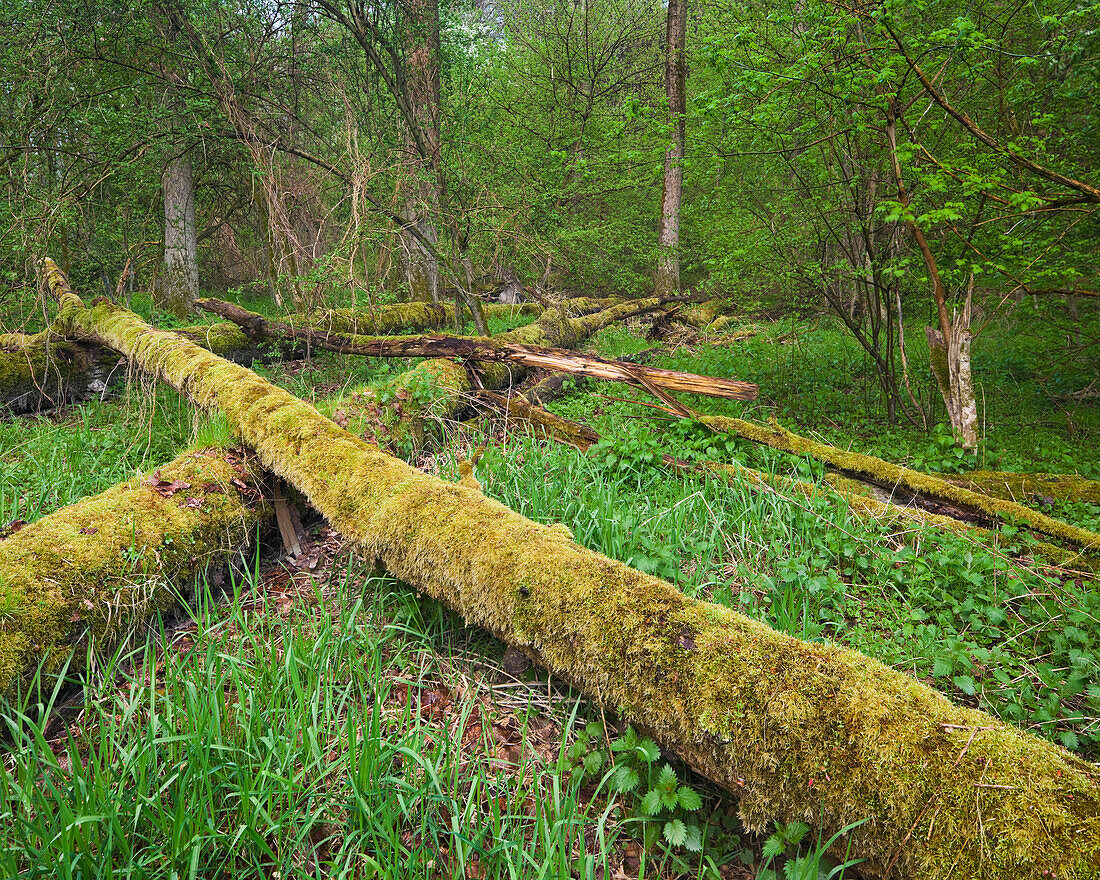 Fallen trees covered with moss, Danube-Auen National Park, Lower Austria, Austria