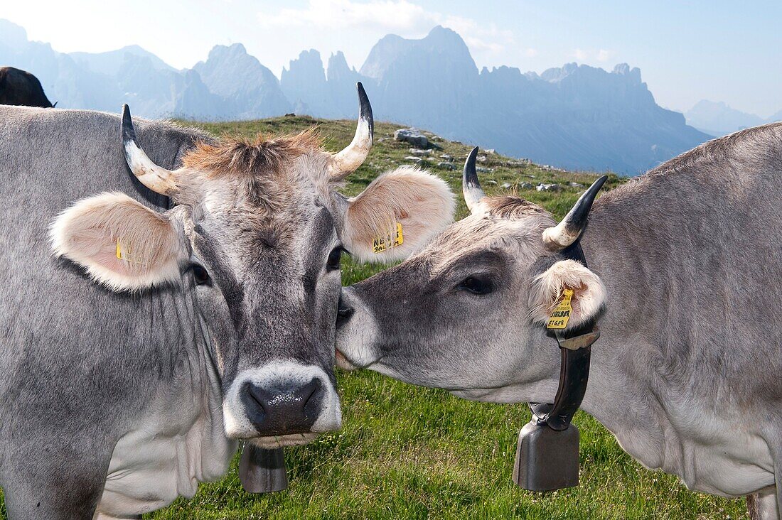 Zwei Kühe, Naturpark Schlern-Rosengarten, UNESCO Weltnaturerbe, Rosengarten, Dolomiten, Südtirol, Trentino-Alto Adige, Italien
