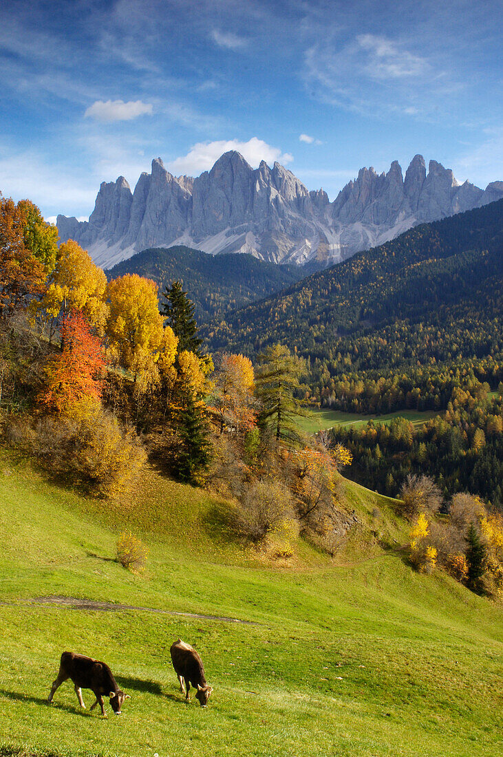Kühe auf Weide, herbstlicher Landschaft, Geisslerspitzen, Alto Adige, Südtirol, Italien
