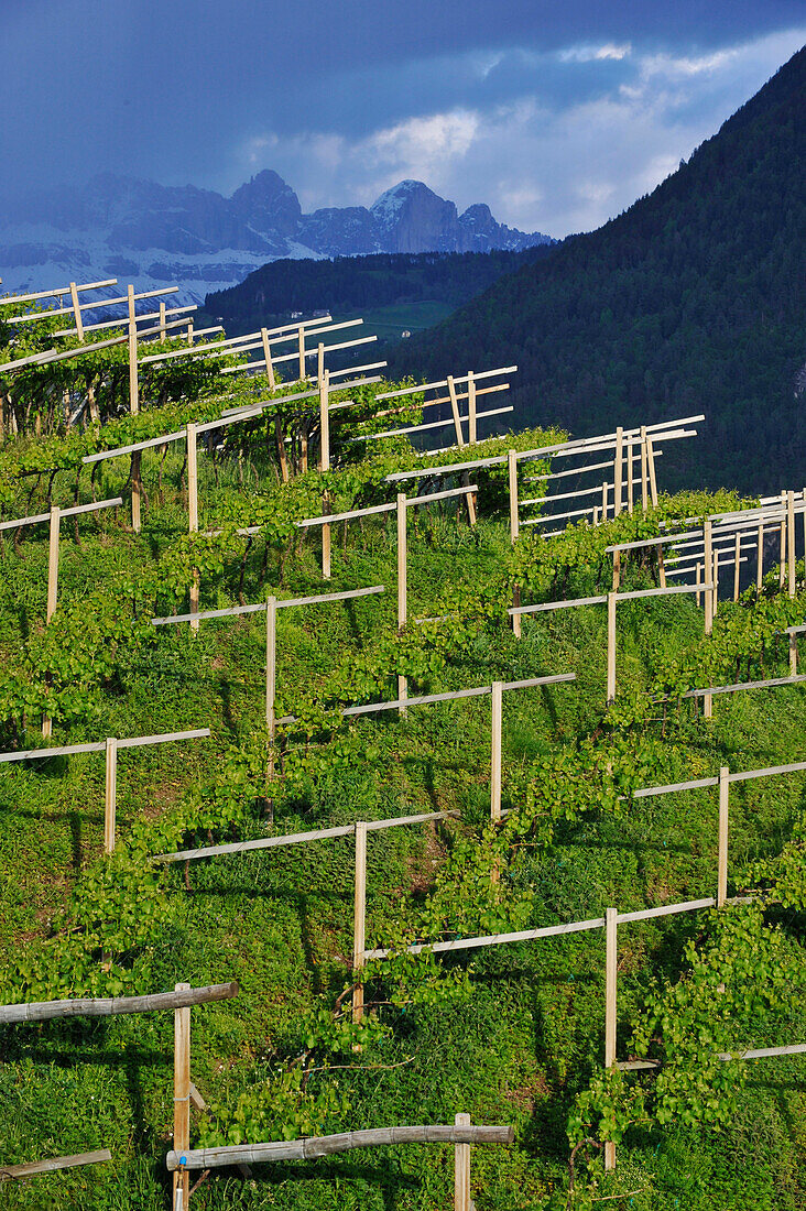 Weinanbaugebiet, Rosengartengruppe, Dolomiten, Alto Adige, Südtirol, Italien